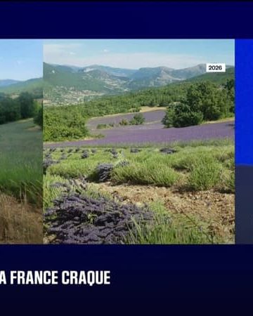 FORUM BFMTV - Théo, agriculteur producteur de lavande: "C'est une année au niveau agricole qui n'est pas belle du tout"
